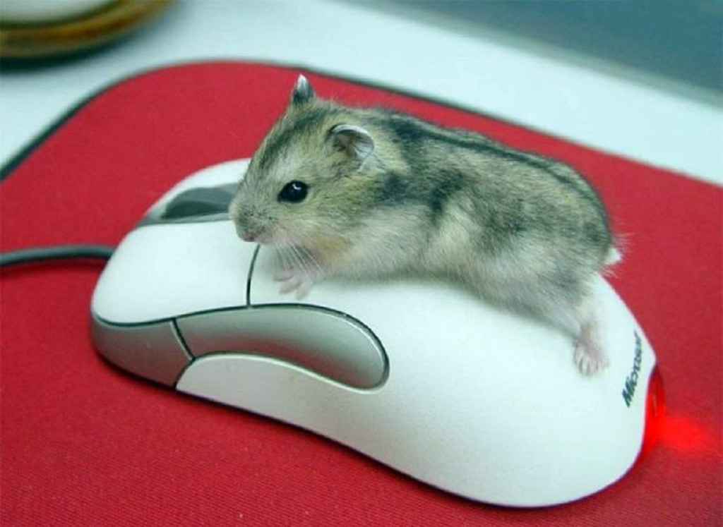 myszka do komputera